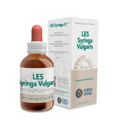 LES SYRINGA VULGARIS